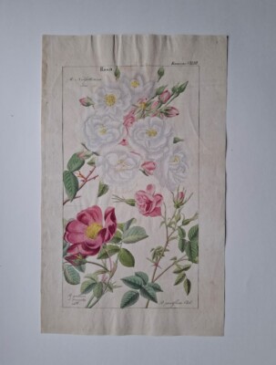 FLORA UNIVERSALIS DIETRICH BOTANCIAL PRINT ILLUSTRATION HANDKOLORIERT 1831