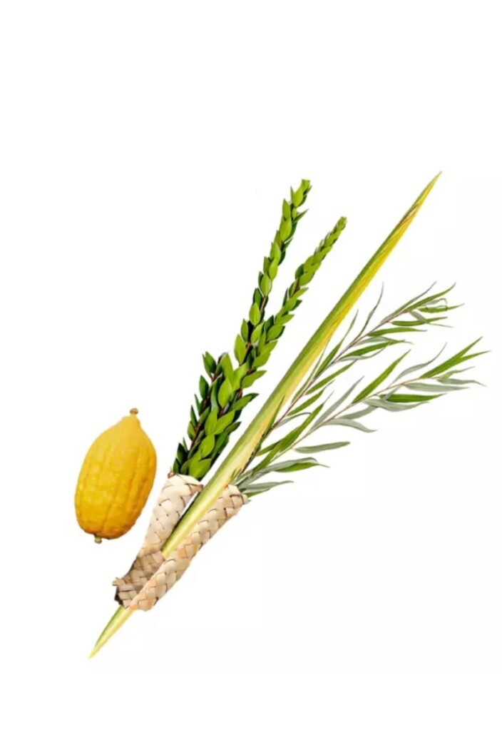 Kosher Lulav and Etrog set from Israel/Morocco - Basic Set Kosher