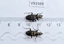V91989. Insects, Beetles, Carabidae. North Vietnam, Dien Bien