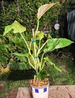 Philodendron subhastatum Plant in 5" Pot 22" Tall 17" Wide — photo 2