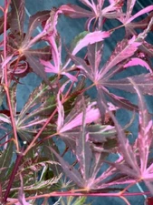Acer palmatum 'Lileeanne's Jewel' (Lileeanne's Jewel Japanese Maple)