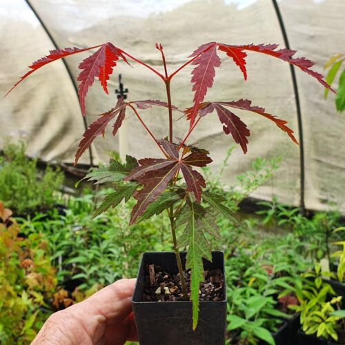 Japanese Maple (Acer palmatum) red leaves - 10 - 20cm - Garden - Bonsai - Picture 6 of 8