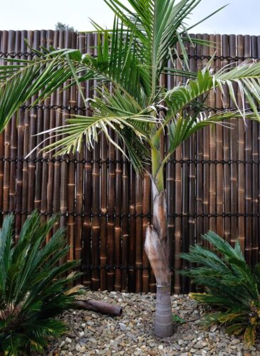 BAMBOO FENCE PANEL, FENCING, BROWN SCREEN - 2.4mx1.0m - Picture 3 of 5