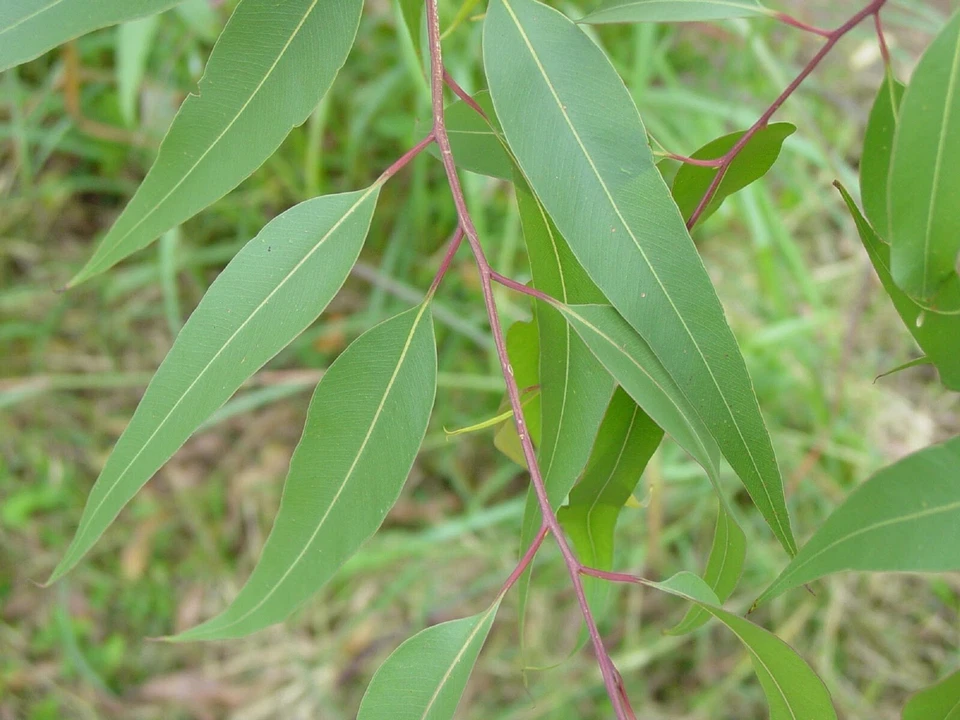 100 sementes de eucalipto limão - Corymbia citriodora - Sementes de árvores medicinais perfumadas - Imagem 3 de 4