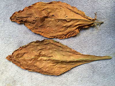oriental tobacco leaf Kentucky 17 Burley Tobacco 2000+ SEEDS Growing Instructions Incl FRESH 2025  Crop