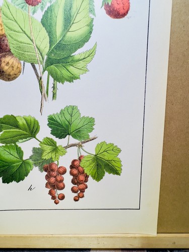 PÓSTER ANTIGUO FLOR NATURALEZA CARTEL IMÁGENES ILUSTRACIÓN 1882 PLANTA BOTÁNICA - Imagen 5 de 8