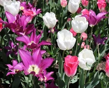 20 Purple Rain Mix Tulips Bulbs