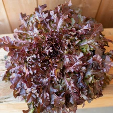 1000 RED SALAD BOWL LETTUCE SEEDS ~ heirloomseedguy ~ 2026 ~ NON-GMO