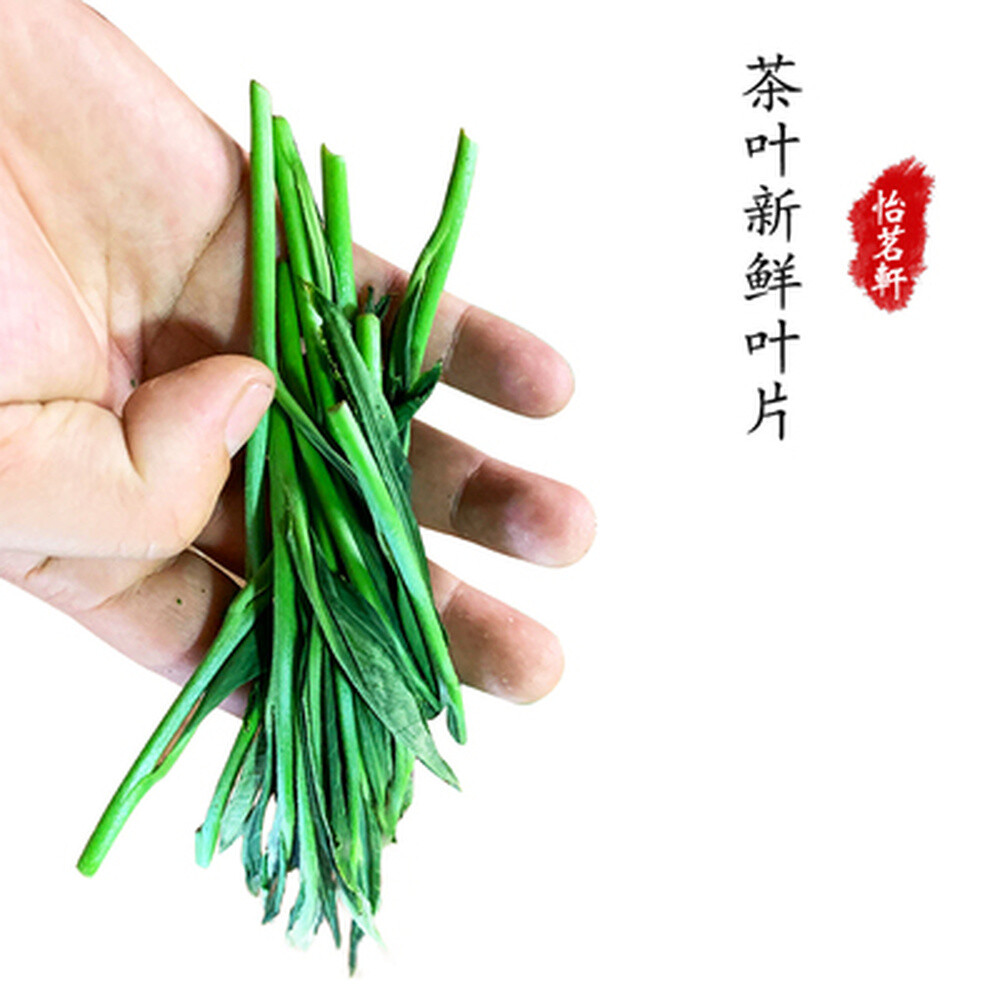 Organic Green Tea Pacific Houkui Monkey King 250g/8.8oz