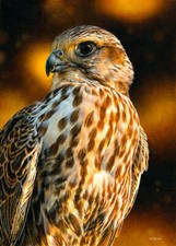 Saker Falcon by Esther van Hulsen Bird Wildlife Nature Fine Art Print 19.5x26.5