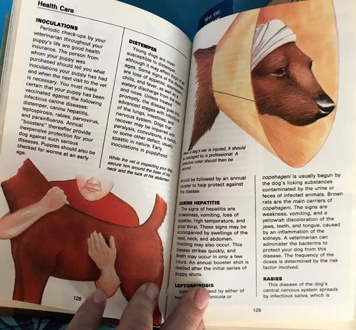 Airedale Terriers Evelyn Miller Hardback Book Color Photos Great Reference Breed - Picture 7 of 9