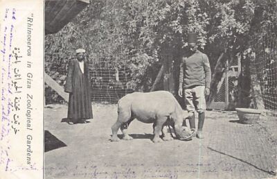 Egypt - CAIRO - Rhinoceros cub in Giza Zoological Gardens - Publ. unknown