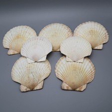 Lot of 7 Natural Scallop Sea Shells Baking Crafts Beach Decor Tropical Coastal
