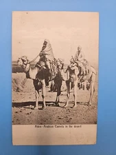 Antique Postcard Aden Arabian Camels [c 1910]