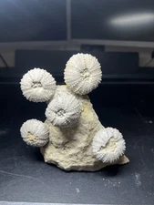 5 Rare Fossil Cretaceous Sea Urchins In Matrix Bell Co Texas Wolf Fam Col