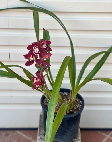 CYMBIDIUM SP ORCHID 'RED ARROW' WITH BLOSSOM FLOWERS PLANT 048-9 - Picture 2 of 4