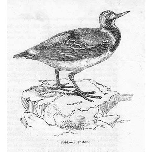 BIRDS Turnstone - Antique Print 1856