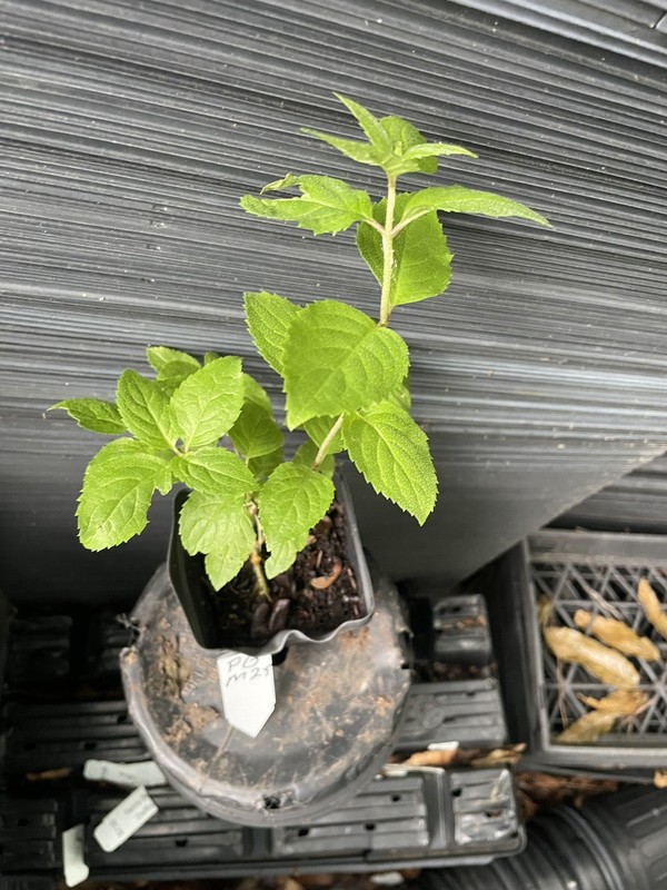 PeeGee Hydrangea