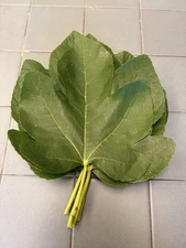 FRESH Cut Fig Leaves ~ Herbal Tea  Oregon Grown USA PACK OF 5 