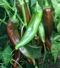 Joe E. Parker Chili Pepper Seeds, NON-GMO, NUMEX, Chile, Chiles Rellenos