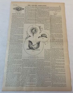 1888 magazine article+engraving ~  LEAF TRAPS FOR INSECT VICTIMS Venus Fly Trap