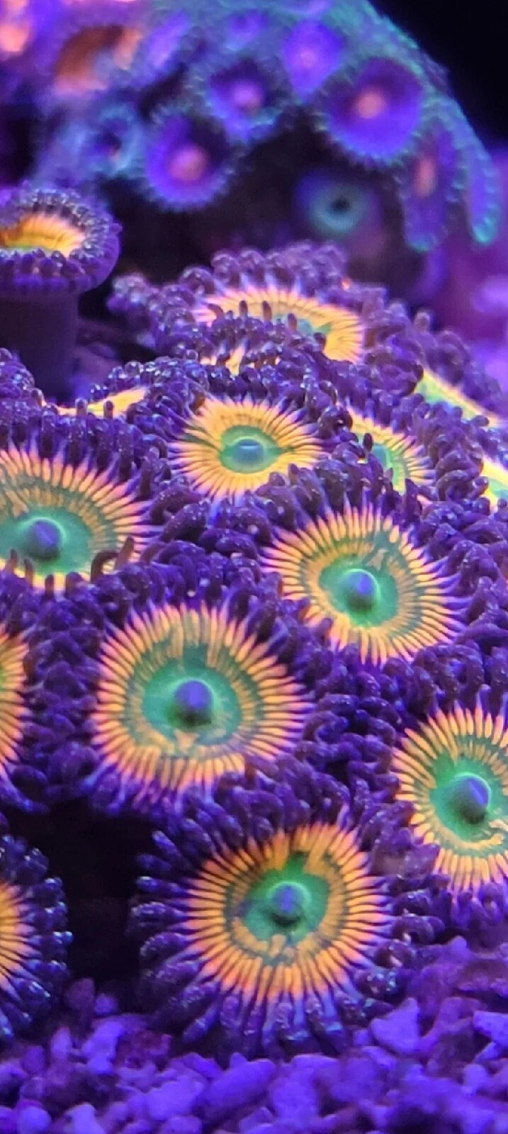 Sunny D zoa coral 7 polyps. Soft beginner coral. Very bright coral eBay