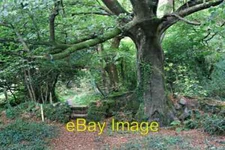 Photo 6x4 Wooded Valley south of Trevanney Farm Bridges/SX0457 This is n c2007