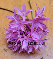 Purple Tulbaghia - Society Edible Garlic - 10 Seeds