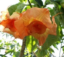 10 Magic Momen Angel Trumpet Seeds Flowers Seed Flower Brugmansia Datura 651 USA