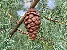 Pinecone Geocaching Container W/ Logs/Bags/Wire Waterproof Geocache Brown Cache