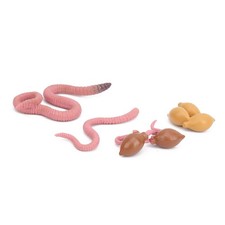 Earthwarm 4 Stage Growth Cycle Model Life Cycle Models Children