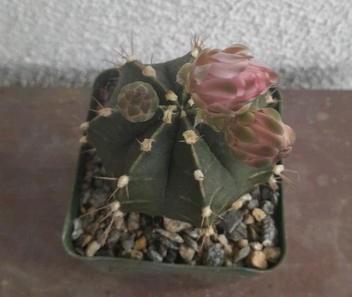Gymnocalycium Mihanovichii Cactus Green/ Purple Ships In A 4"POT! On Own Roots! - Picture 5 of 6
