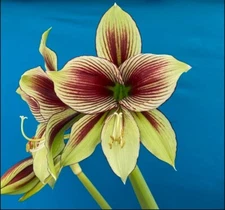 Amaryllis papilio Hippeastrum papilio Seedling Striped Tall Stem 1 Bulb 4” Pot