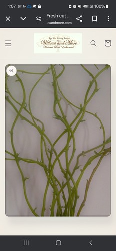 Corkscrew Willow Tree Sticks. Dead And Living . - Picture 4 of 4