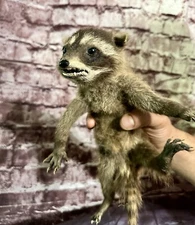 Young Baby Taxidermy Raccoon Hanging Wall Mount Soft Fur Adorable Wildlife Art