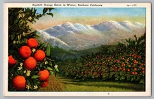 Foothill Orange Grove in Winter, Southern California G-271 - Vintage Postcard