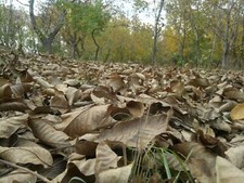 Landscape nature leaves fall outdoors Custom Gaming Mat Desk