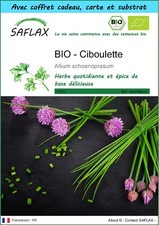 SAFLAX Kit cadeau - BIO - Ciboulette - 250 graines - Allium