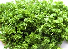 Curled Cress Seed 500+ SEEDS  NON-GMO  --BUY 4 ITEMS FREE SHIPPING