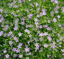 Gypsophila Muralis Wild PINK "Low baby's breath" - 200 SEEDS - compact, zone 3-9