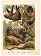 ANTIQUE PRINT VINTAGE 1880 CHROMOLITHOGRAPH ANIMAL SLOTH ANT EATER AI ARMADILLO