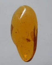 100 MILL. YEARS OLD BURMITE AMBER WITH FLY (ABR11/48)