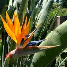 BIRD OF PARADISE Strelitzia Reginae - 50Pcs Seeds