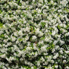 Climbing Plant, Star Jasmine, Fragrant White Flowers, Evergreen, 8cm Potted