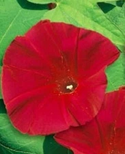 MORNING GLORY FLOWER SEEDS 30+ SCARLET O' HARA climber vine ANNUAL FREE SHIPPING