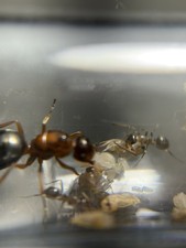Formica Neorufibarbis ant colony with workers...