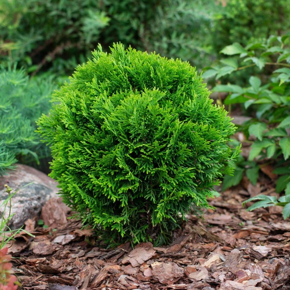 Thuja Shrubs, Bushes & Hedges for sale | eBay UK