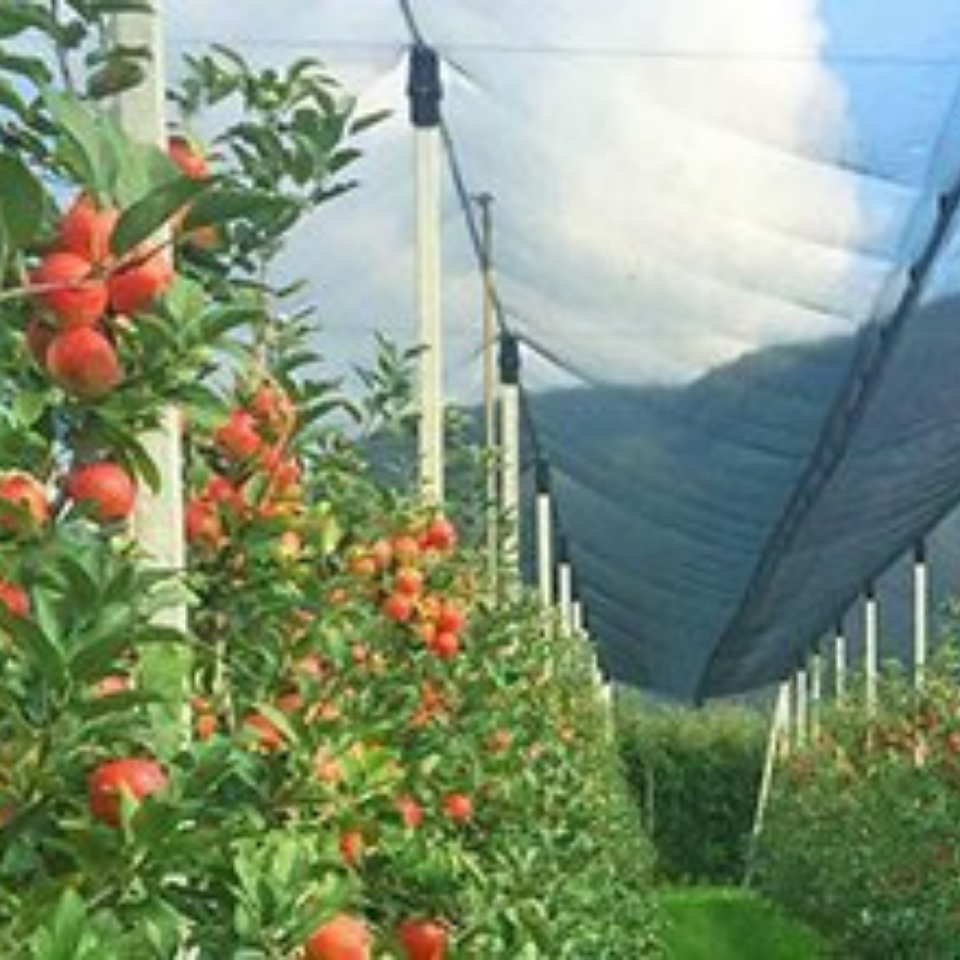 Arrigoni - Rete Telo Antigrandine Per Orto Coltivazioni Coperture Protezione Da 2X17 Metri - Foto 2
