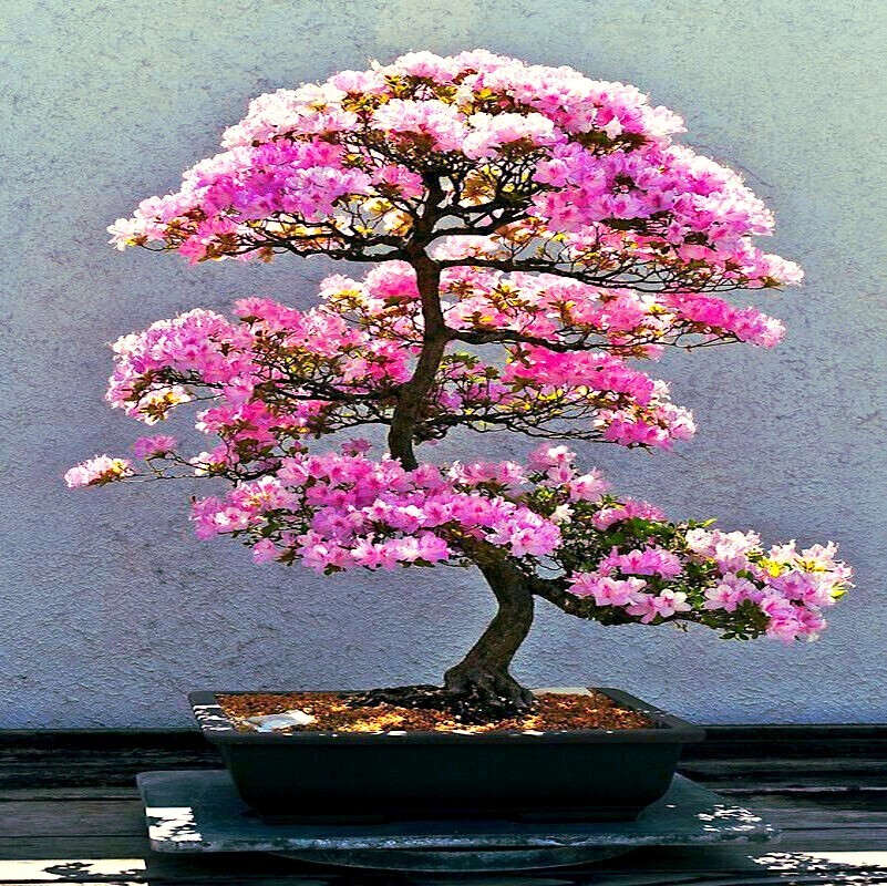 5 JAPANESE SAKURA CHERRY BLOSSOM TREE SEEDS (Prunus