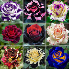 300 Mixed Rare Rose Seeds for Planting Flower Bush Perennial Shrub Hybrid Rose
